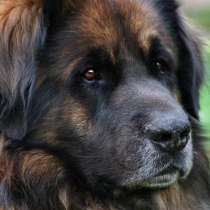 Hundefutter Hund