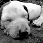 Schlafender Hund