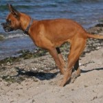 Hundefutter selbst kochen