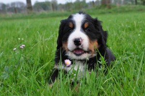 Junger Hund mit Gänseblümchen