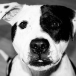 Kostenloses Hundefutter