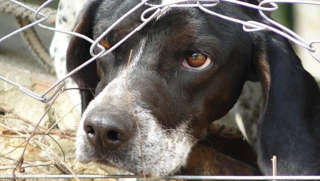 Südländische Hunde – Hunde in Not
